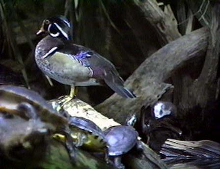 duck