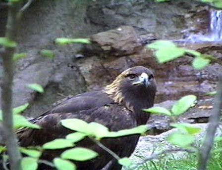 eagle