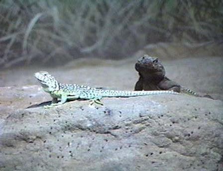 lizard