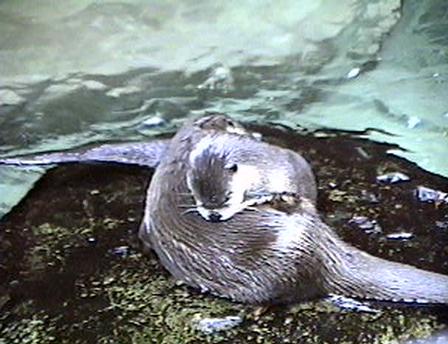 otter