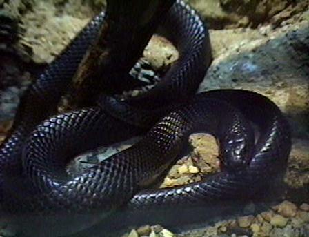 snake