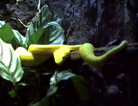 snake