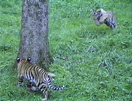 tiger