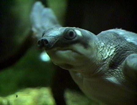 turtle